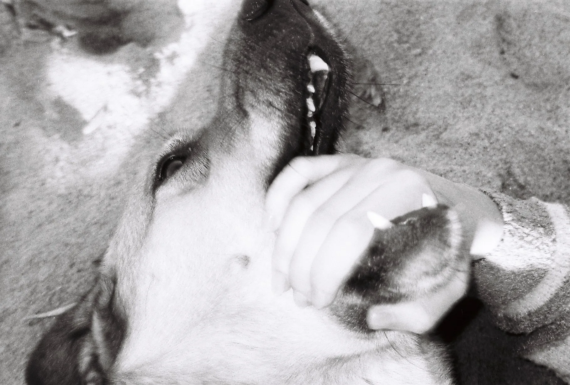 Love Could Stay on the Body — photograph by Kayra Atasoy